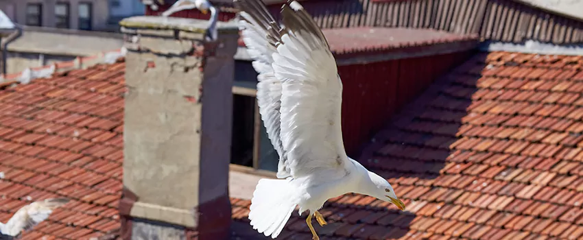 Residential Chimney Animal Removal Solution in Helena, MT